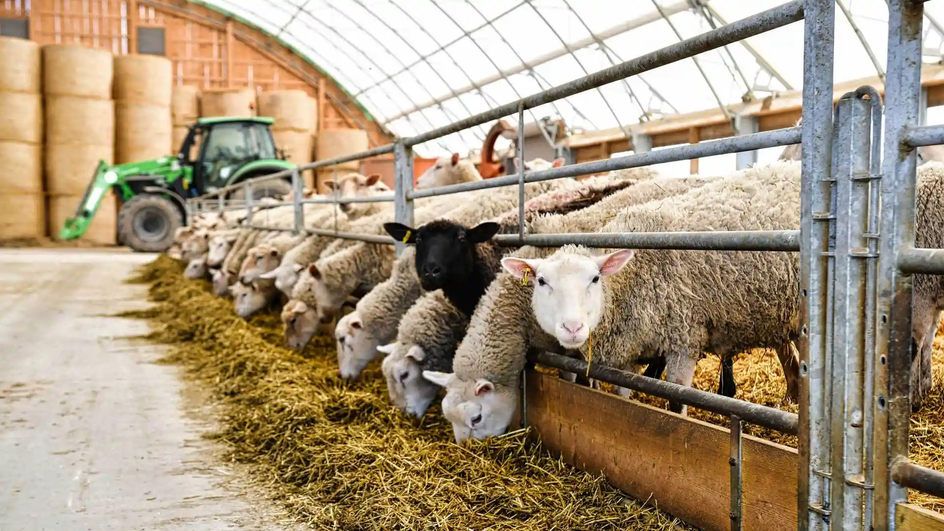 نصائح بيطرية وطرق تربية الأغنام - مدونة زاد فارم