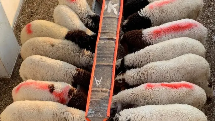 نخبة الذبائح