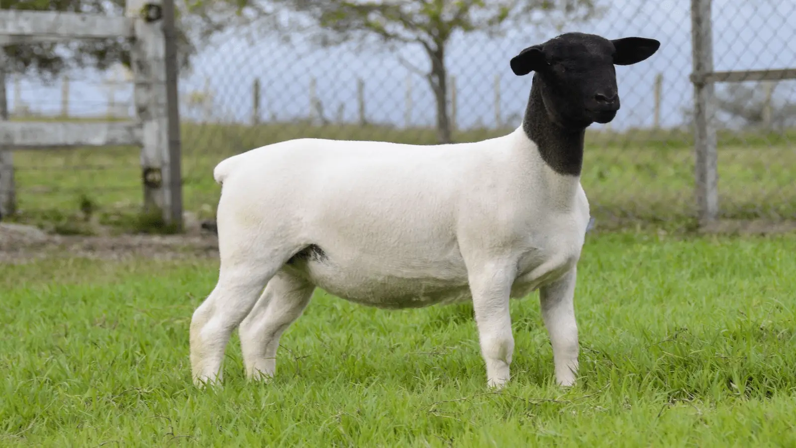 تواصل مع زاد فارم لحجز الأضاحي وطلبات التجار