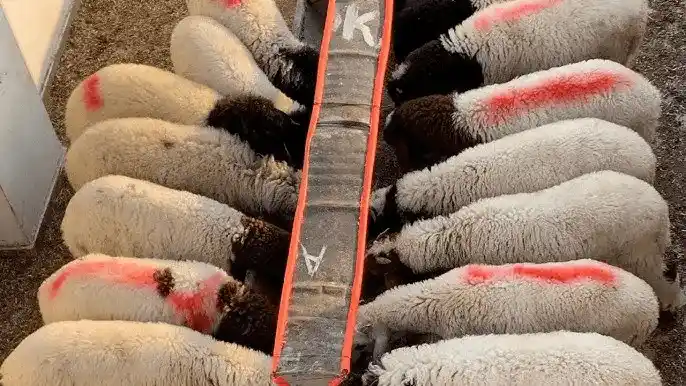 نخبة الذبائح