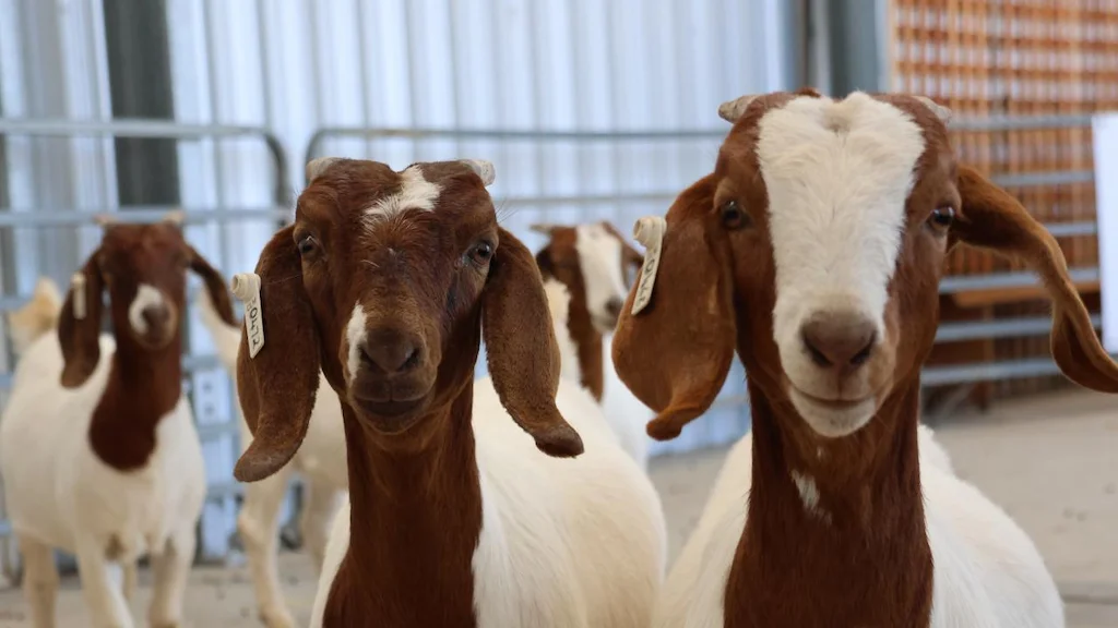 Professional Boer Goat at Zad Farm Egypt - Meat Production Standards