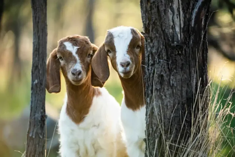جدول مالي لدراسة جدوى مشروع تسمين ماعز البور في مصر