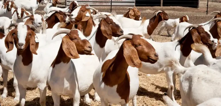 Purebred Boer goat from Zad Farm in Egypt