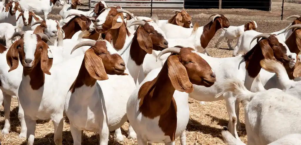 Purebred Boer goat from Zad Farm in Egypt