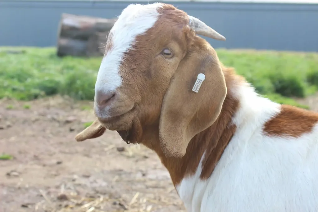 Boer goat intensive fattening program and nutrition guide 2026
