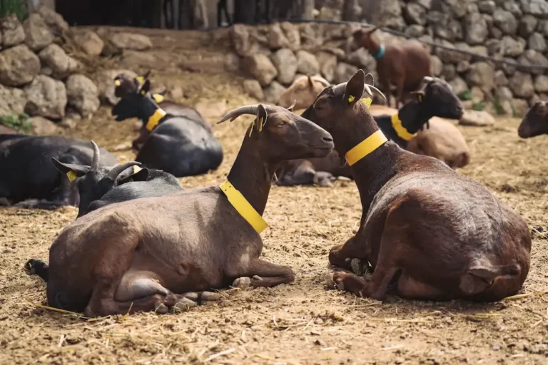 Professional cooling systems for Murciano goat farming in Egypt 2026