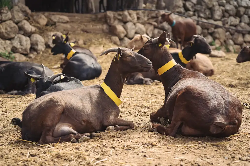 Professional cooling systems for Murciano goat farming in Egypt 2026