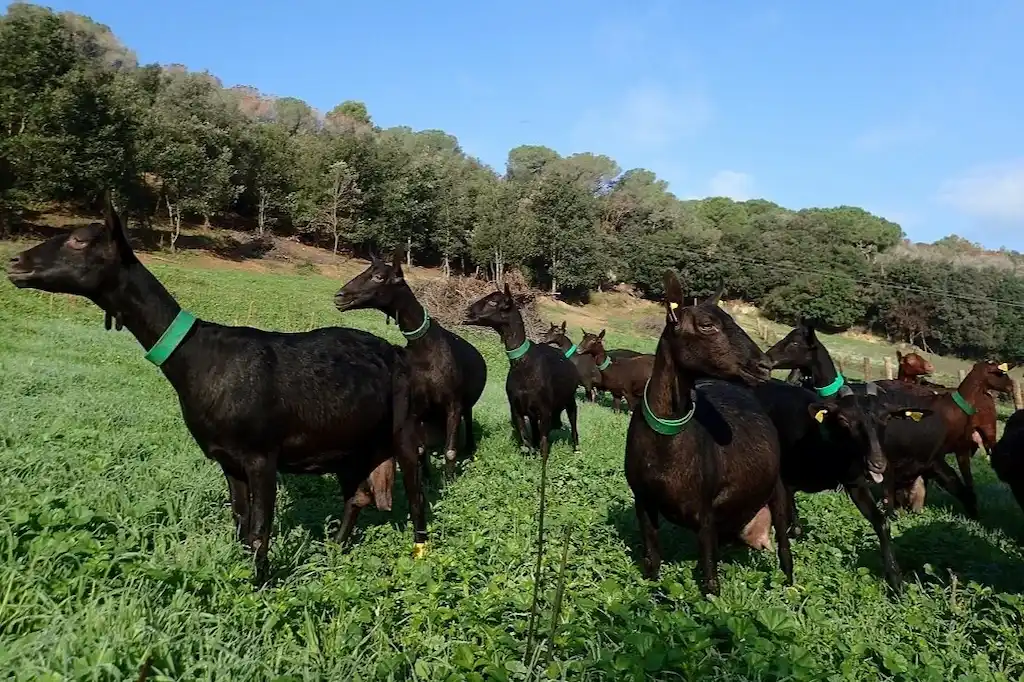 Financial chart and purebred Murciano goat showing investment ROI in Egypt