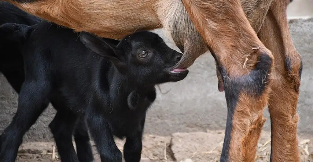 Murciano goat nutrition milk production in Egypt guide 2026