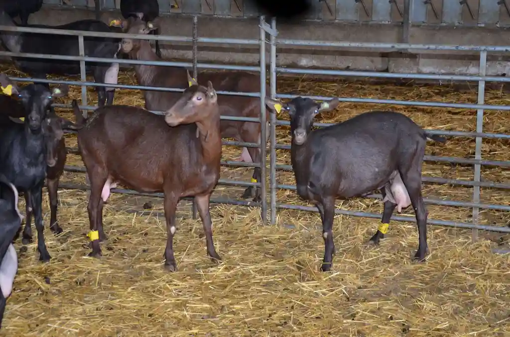 Purebred Murciano-Granadina goat in Egypt 2026 showing dairy specs and black coat